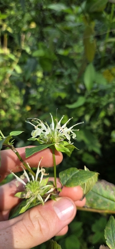 Monarda clinopodia, photograph 4