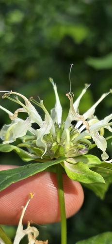 Monarda clinopodia, photograph 5