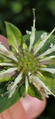 Monarda clinopodia, photograph author not stated, no rights reserved