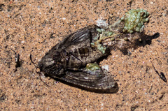 Prionoxystus robiniae