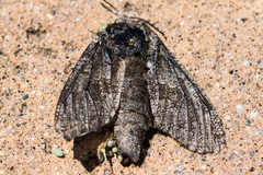 Prionoxystus robiniae