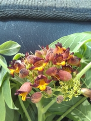 Godmania aesculifolia