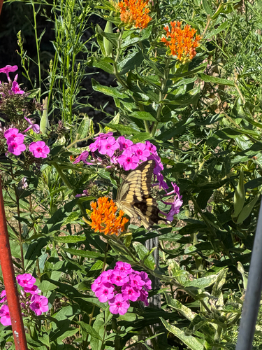 Eastern Giant Swallowtail