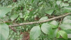 Ilex asprella