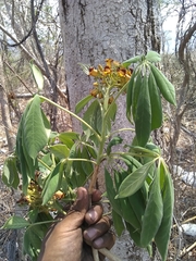 Godmania aesculifolia