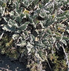 Phacelia sericea, photograph (c) John Brew, some rights reserved (CC BY)
