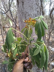 Godmania aesculifolia
