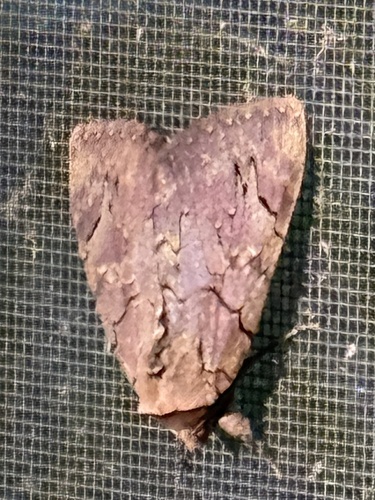 Darling Underwing
