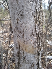 Godmania aesculifolia