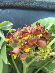 Godmania aesculifolia