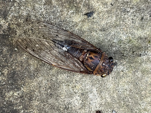 Macrosemia pieli