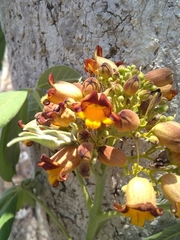 Godmania aesculifolia