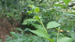 Ilex asprella