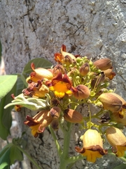 Godmania aesculifolia