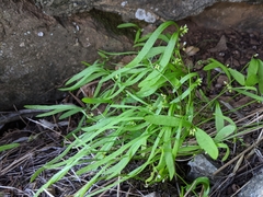 Claytonia parviflora viridis