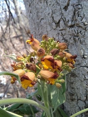 Godmania aesculifolia