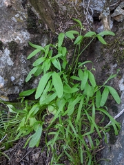 Claytonia parviflora viridis