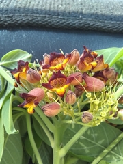 Godmania aesculifolia