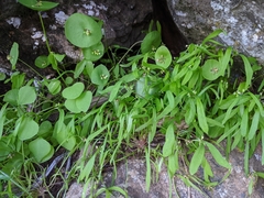 Claytonia parviflora viridis
