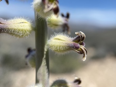 Caulanthus crassicaulis