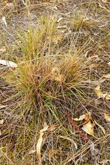 Enneapogon nigricans