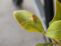 Australomisidia rosea