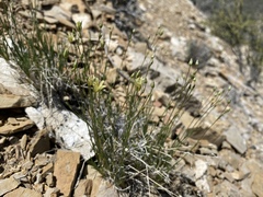 Eremogone macradenia