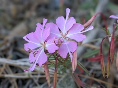 Clarkia breweri
