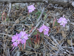 Clarkia breweri