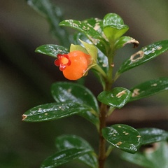 Goldfish Plant (Nematanthus gregarius)