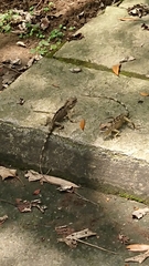 Diploderma swinhonis