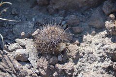 Mammillaria sheldonii
