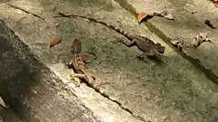 Diploderma swinhonis