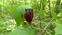 Calycanthus floridus glaucus