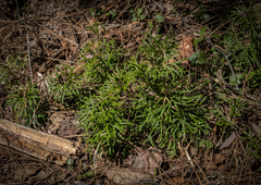 Diphasiastrum complanatum