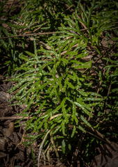 Diphasiastrum complanatum