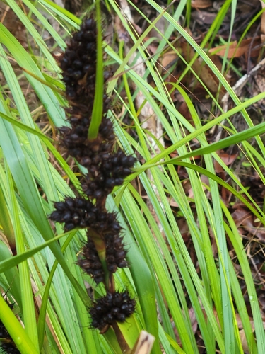 Red-berried Saw-sedge