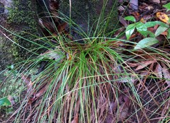 Lomandra densiflora