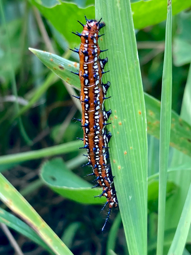 Variegated Fritillary