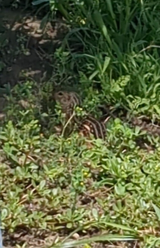 Thirteen-lined Ground Squirrel