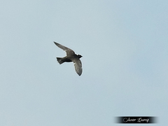 Streptoprocne semicollaris