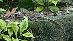 Diploderma swinhonis
