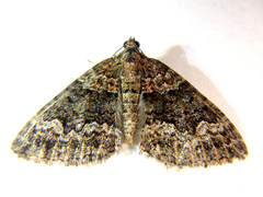 Xanthorhoe vacuaria