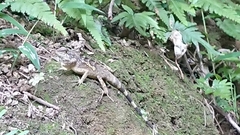 Diploderma swinhonis