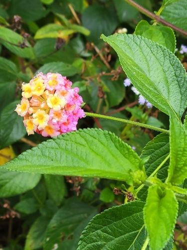 common lantana
