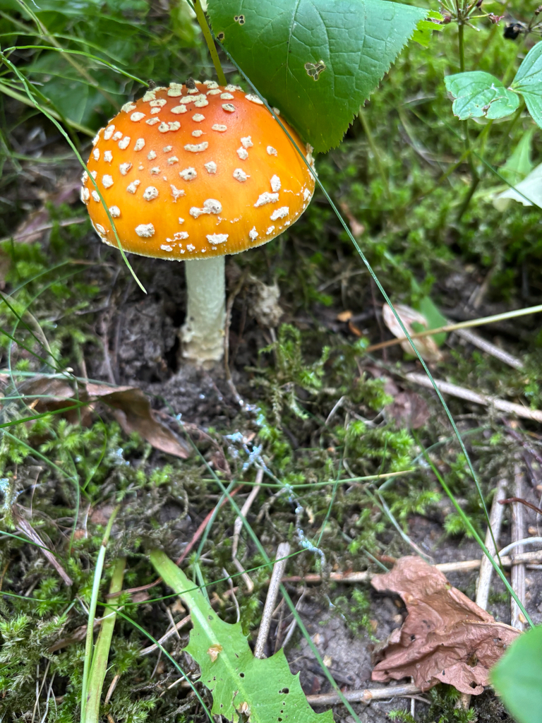 Fly Agaric · August 2026 · photo: Photo: no rights reserved · iNaturalist