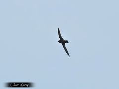 Streptoprocne semicollaris