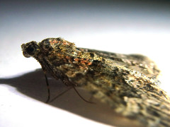Xanthorhoe vacuaria