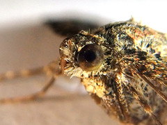 Xanthorhoe vacuaria