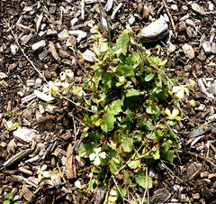 Raphanus raphanistrum raphanistrum